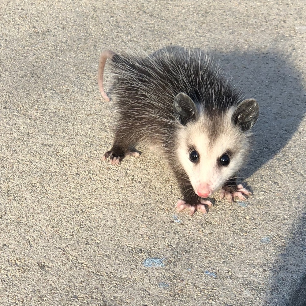 Meet your Posher, Meggan